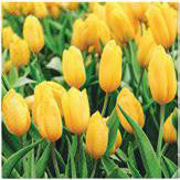 33056_1|ce67e3d0ae73221d4aba4ff4d8712b1c